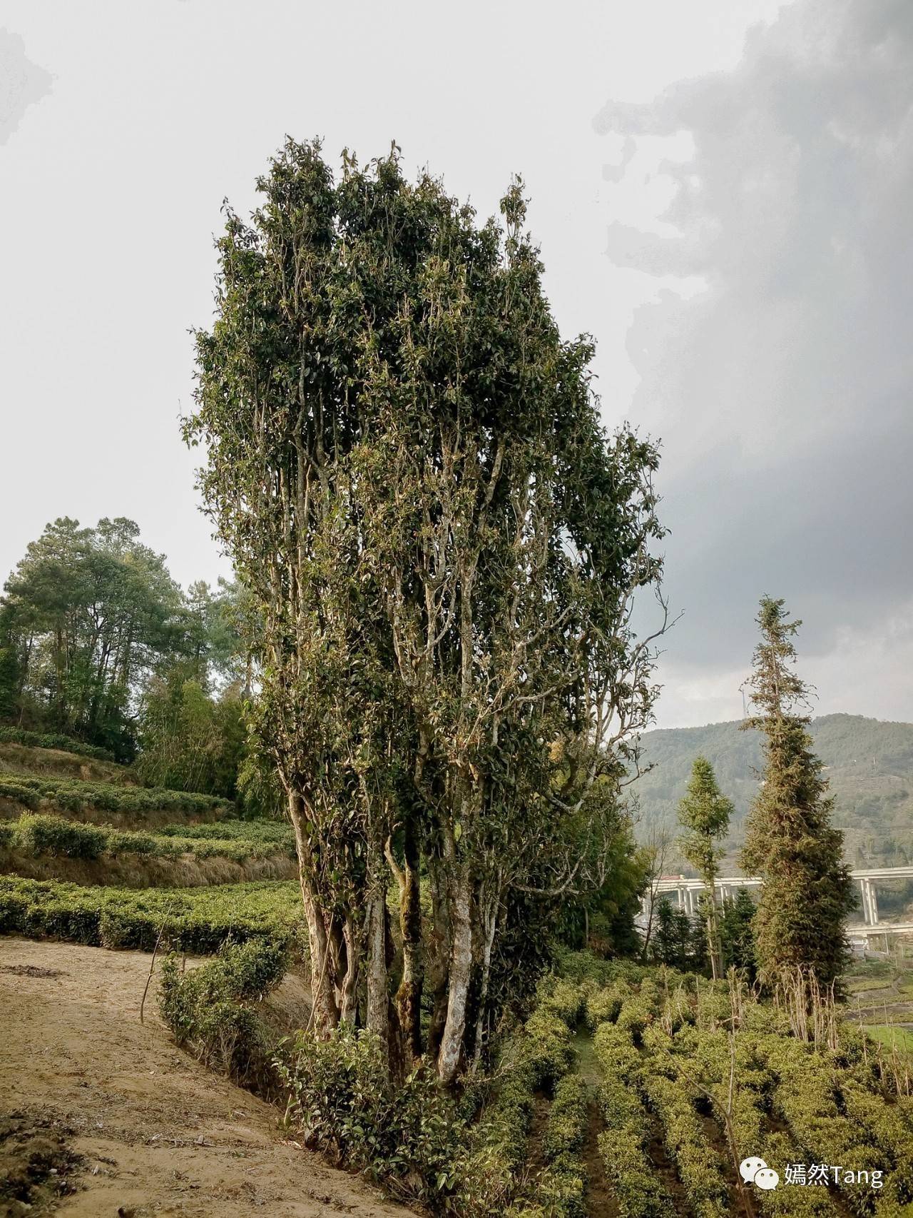 在云南大山认养一棵古茶树,收获远远不止一棵茶树