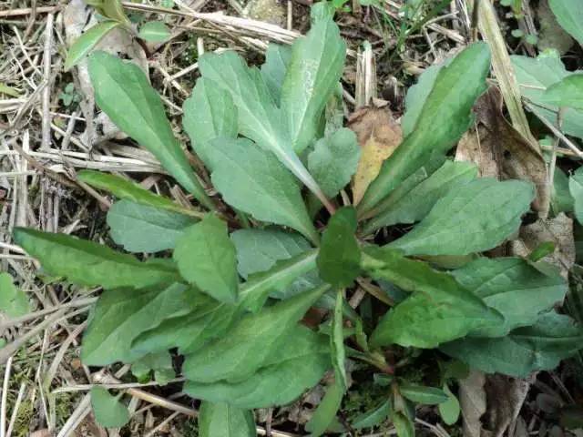 这7种降糖野菜再不抓紧吃就得等明年了