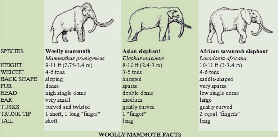 科学家为何要复活已灭绝的长毛猛犸象?