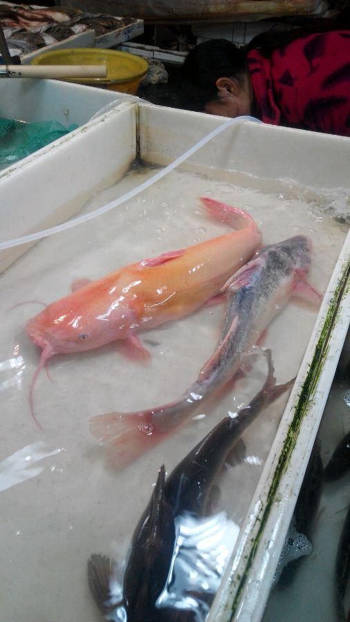 长江鮰鱼高清图片图片