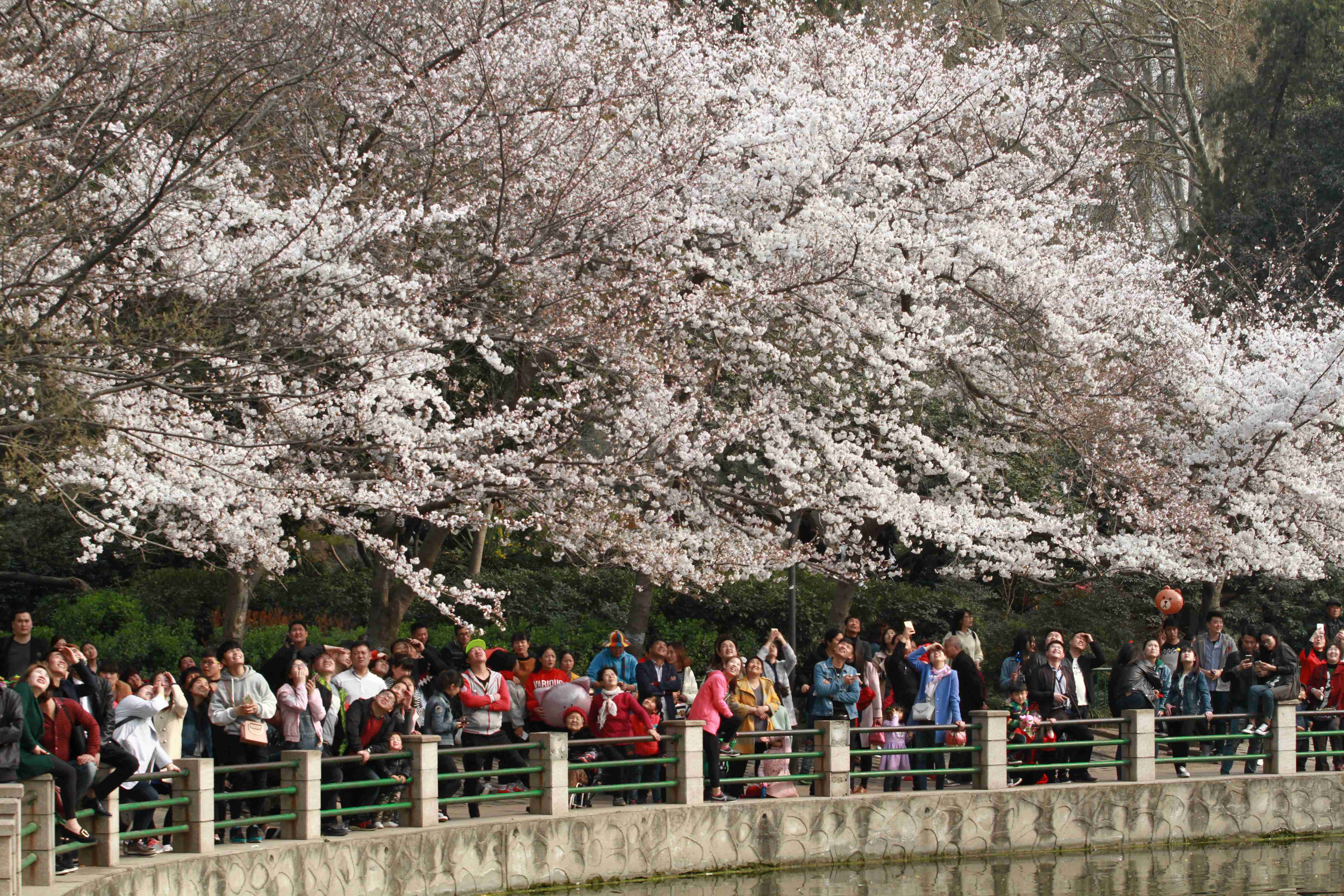 郑州市人民公园樱花图片