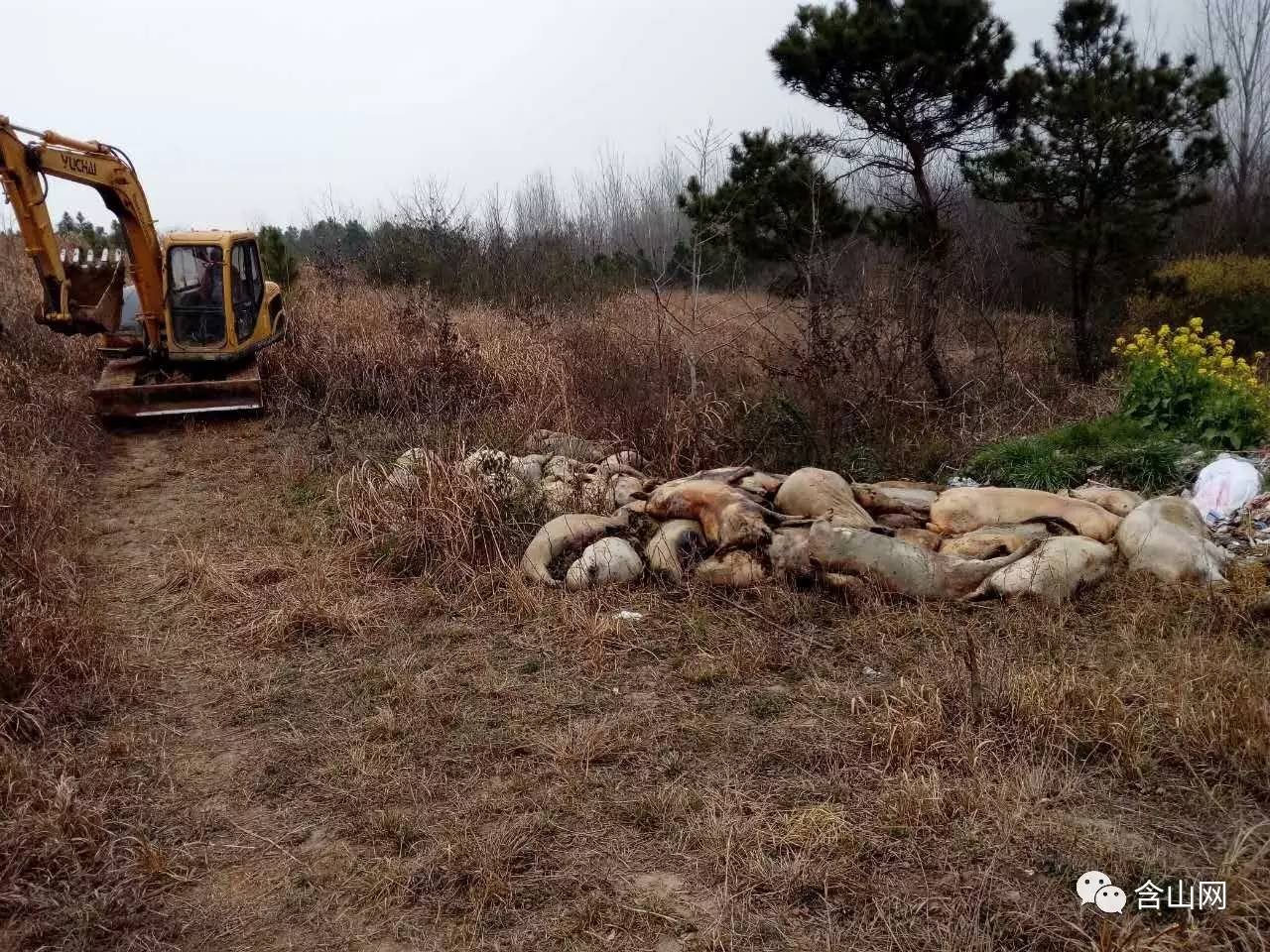 【事件追踪】相关部门闪电出击,姚庙山洼死猪已被无公害化处理!