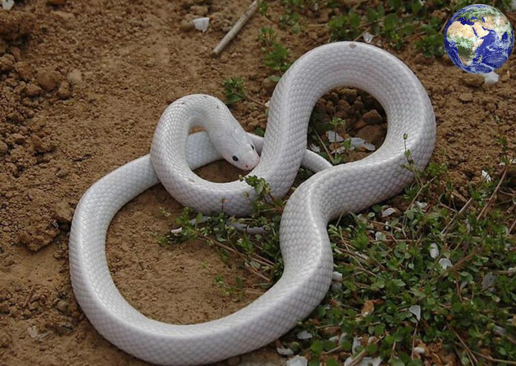 白蛇品种图片