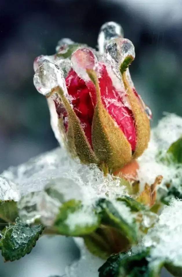 雪中玫瑰美到心醉