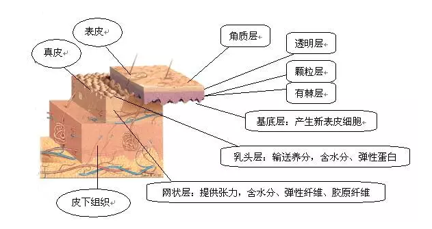 01先认识我们的皮肤结构我们来11解答为什么敷面膜有时会脸疼?