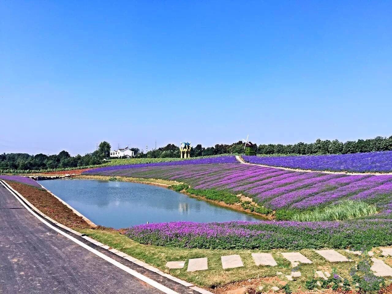 赏花一日游 1,雨发生态园(畅游快乐田园,体验采摘乐趣—楚韵花香