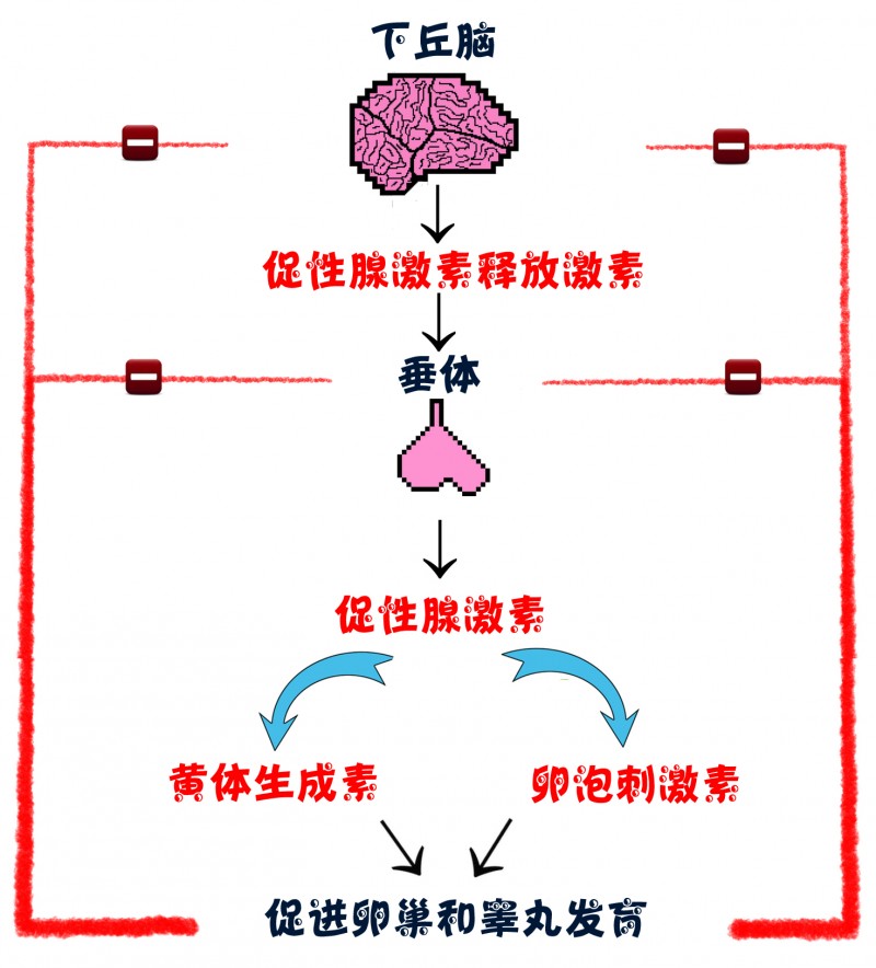 有甲状腺分泌的激素是_甲状腺激素分泌的激素有_甲状腺激素分泌不足