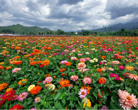 中国最美十大花海图片