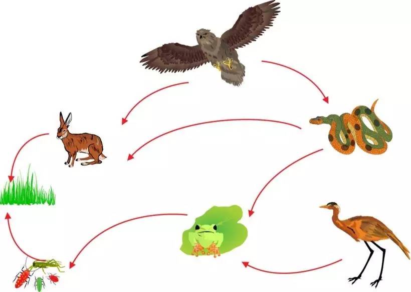蛙和蛇是生态系统食物链的重要环节图:123rfcom