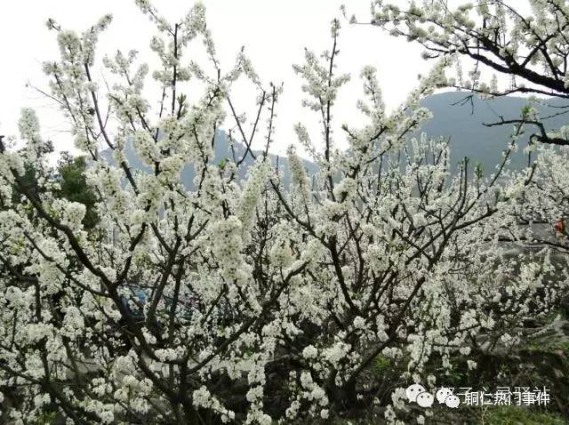 沿河沙子李花美景 我在沿河等你