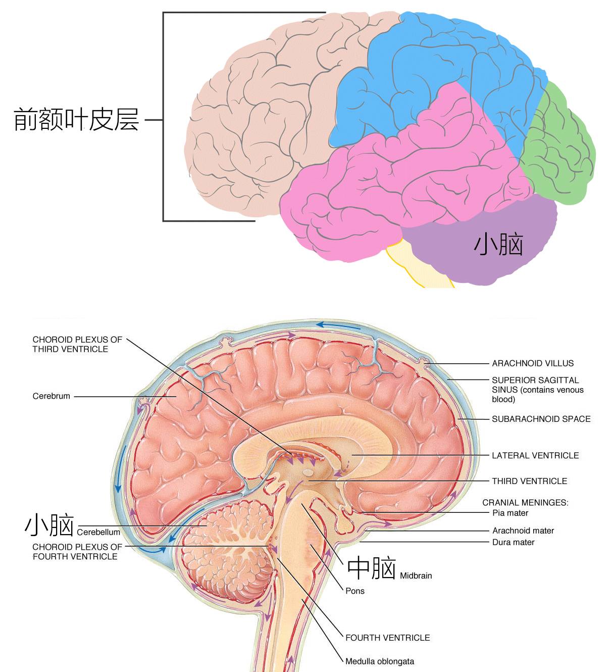 ▍前额叶皮层与中脑的位置