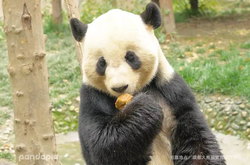 一只好懒好懒好懒的熊猫—永浜