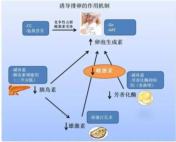 各种口服诱导排卵方案大都是通过降低雌激素水平,以低雌激素诱导下