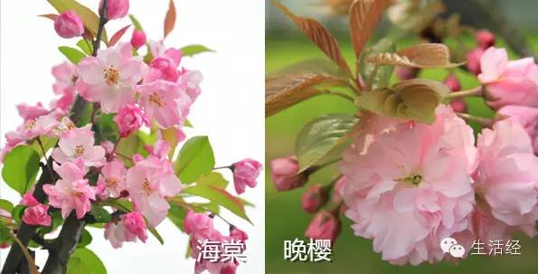 杏花和樱花的区别图解图片