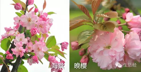 桃花杏花樱花日本剧图片