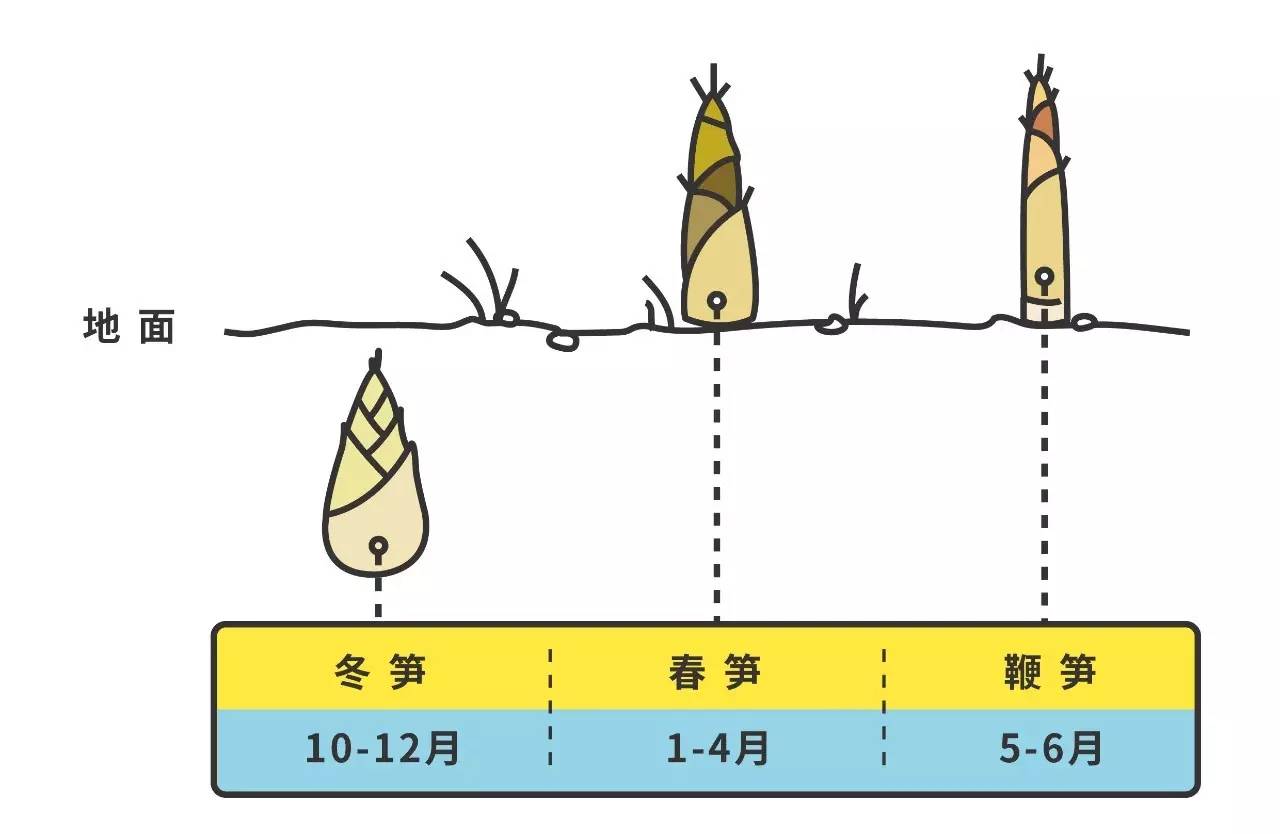 竹子繁殖方法图片