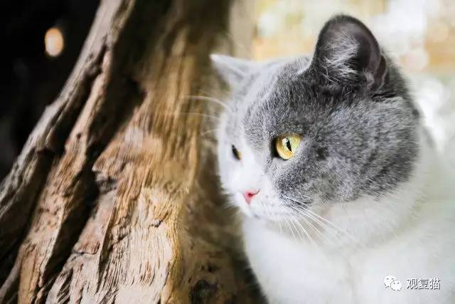 觀復貓·雲朵朵春欲半,猶自探春消息.一眼平蕪看不盡,夜來小雨催新碧.