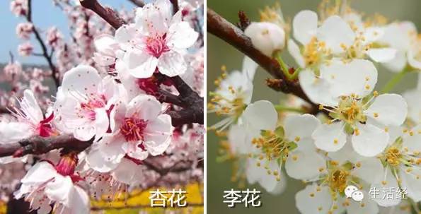 杏花和樱花的区别图解图片