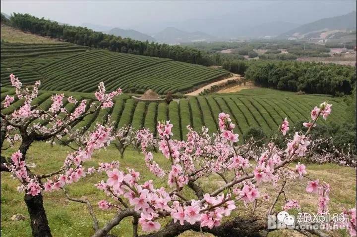 奉化萧王庙街道林家村(天下第一桃园)溪口新建村(世界桃街)