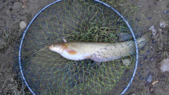 國營淡水魚苗養殖試驗場六鬚鯰_六鬚鯰與土鯰的區別_六鬚鯰魚_八須鯰