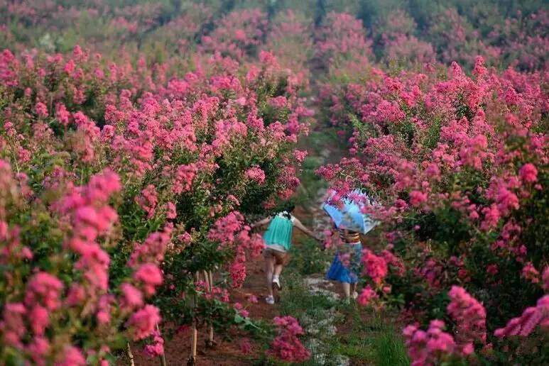 靖安评为华东最美赏花地,花花世界真非浪得虚名!