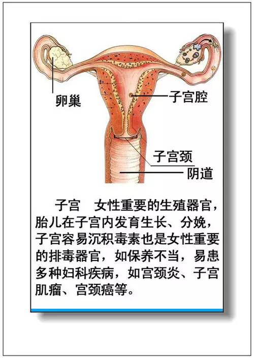 人体器官分部彩图大全