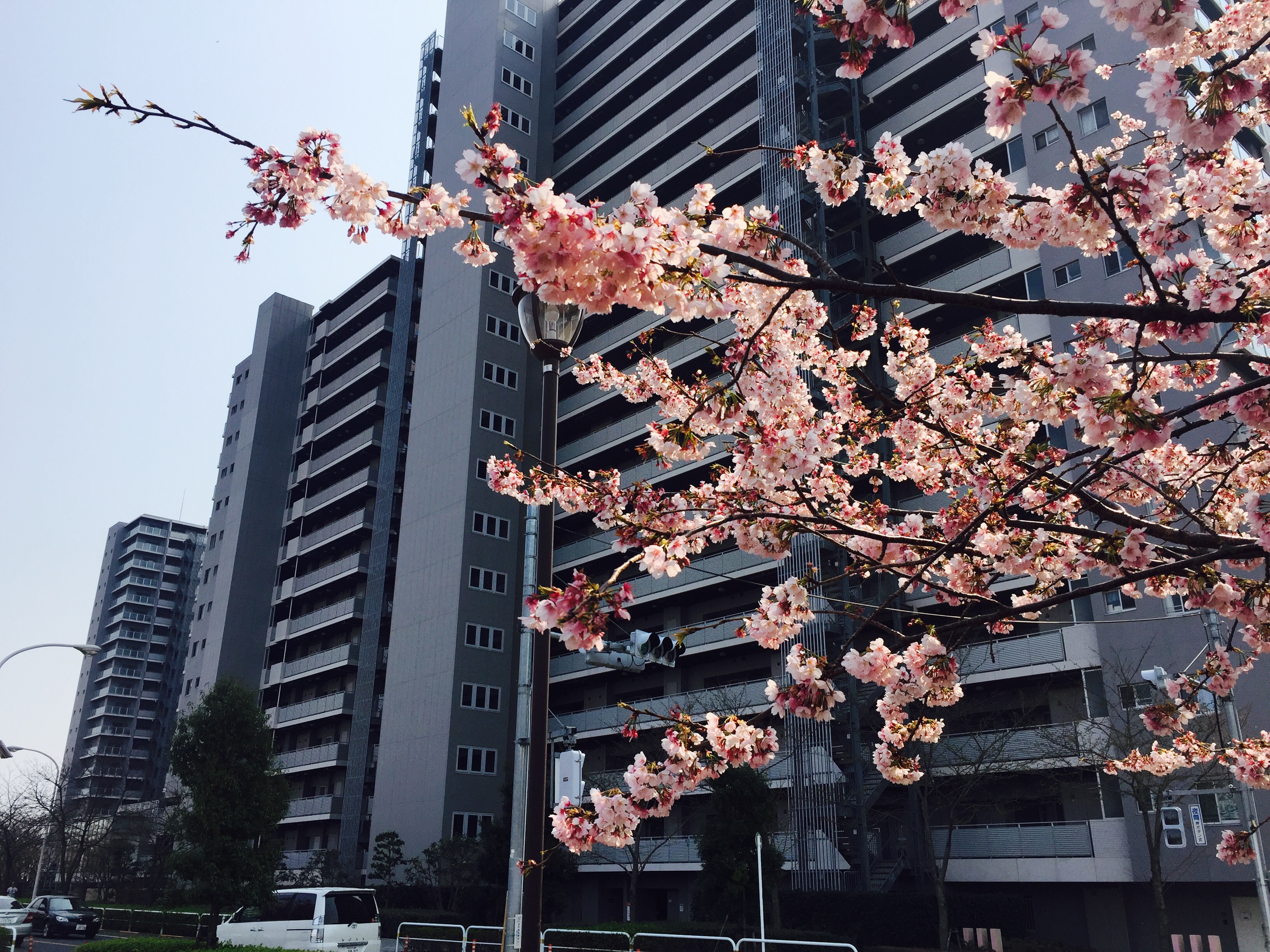 東京這麼美的早開的櫻花看的人這麼少