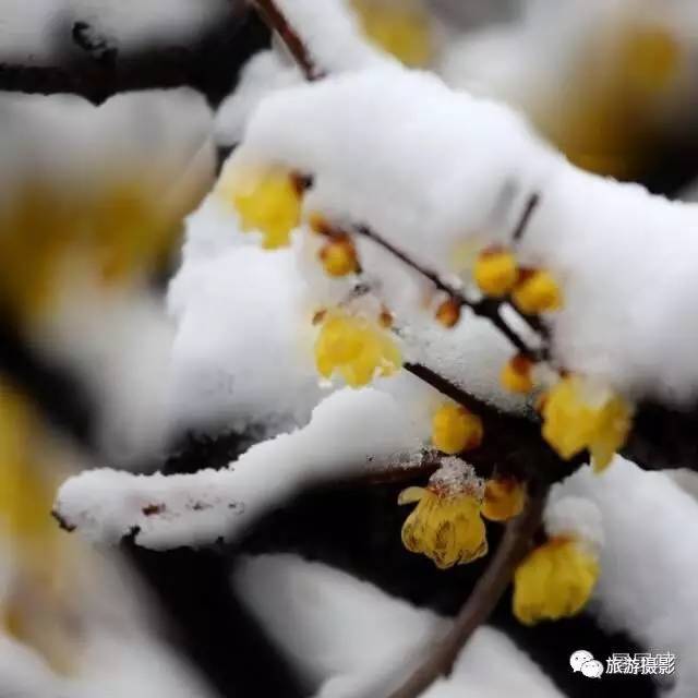 美行攝影會員石廣智遙知不是雪為有暗香來