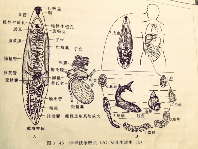 动物志三胚层无体腔动物之扁形动物门