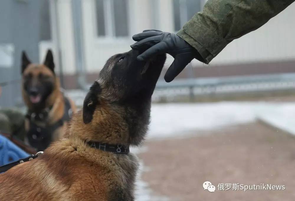 军用犬种图片