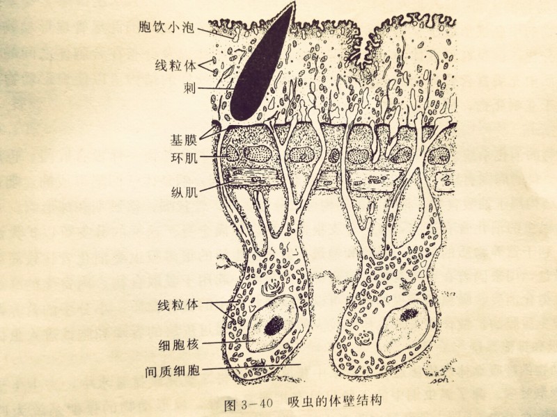 動物志三胚層無體腔動物之扁形動物門