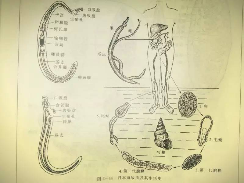日本血吸虫成虫原始种类营体外寄生,高等种类营体内寄生,有1～2个吸盘
