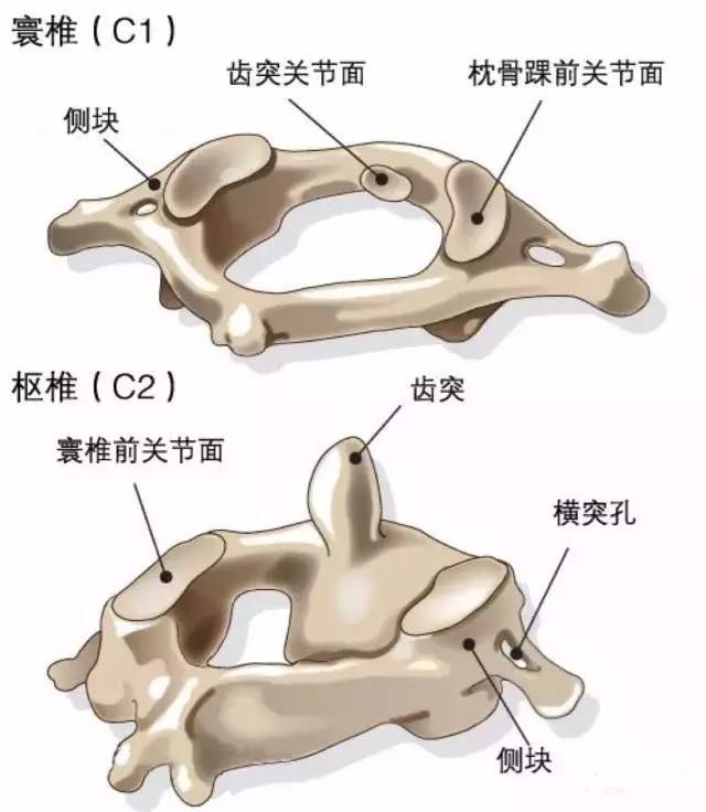 寰椎和枢椎解剖图手绘图片