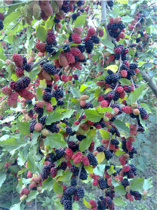 山上野果子图片