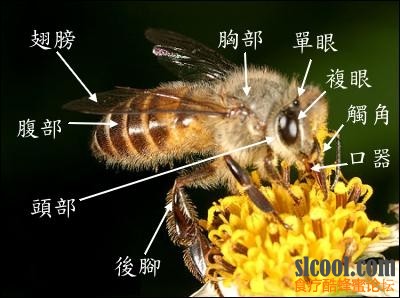 蜜蜂分解图图片