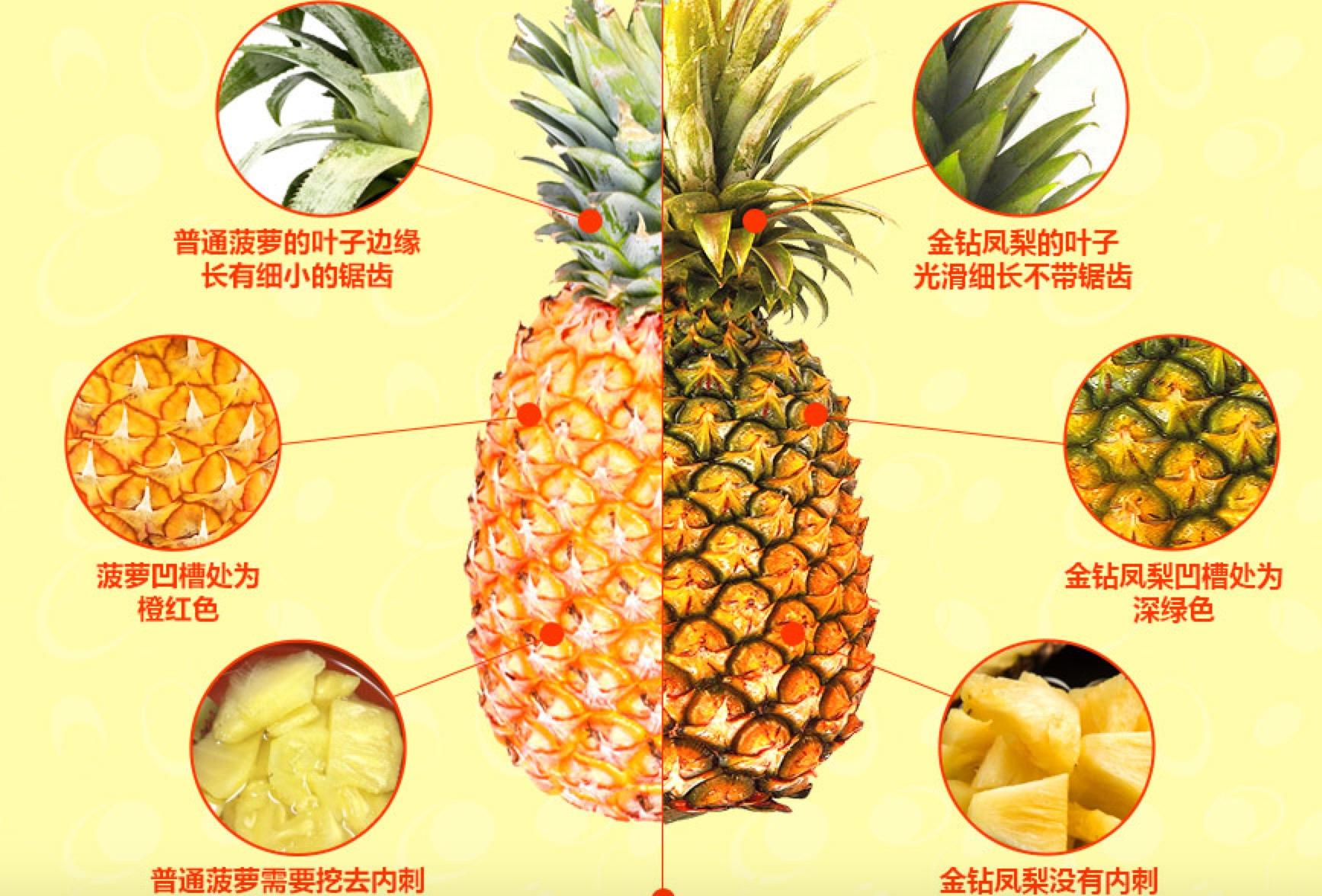 菠萝和凤梨的终极区别 你还在把凤梨当菠萝吗?