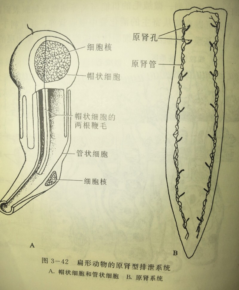 动物腹股沟管图片
