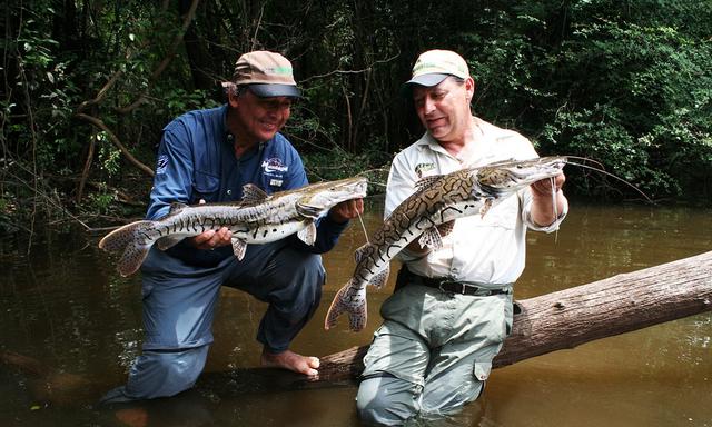 探索热带雨林亚马逊河流钓了很多大鱼