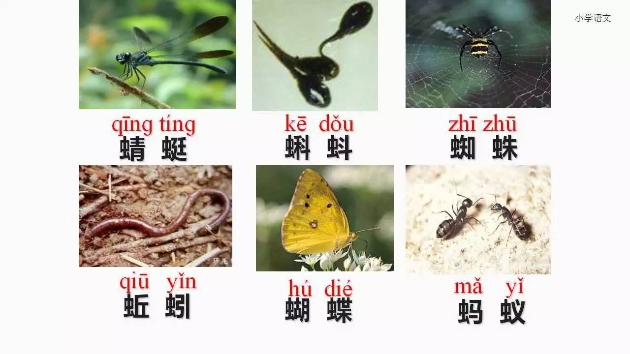 一年級下冊人教版識字5《動物兒歌》講解