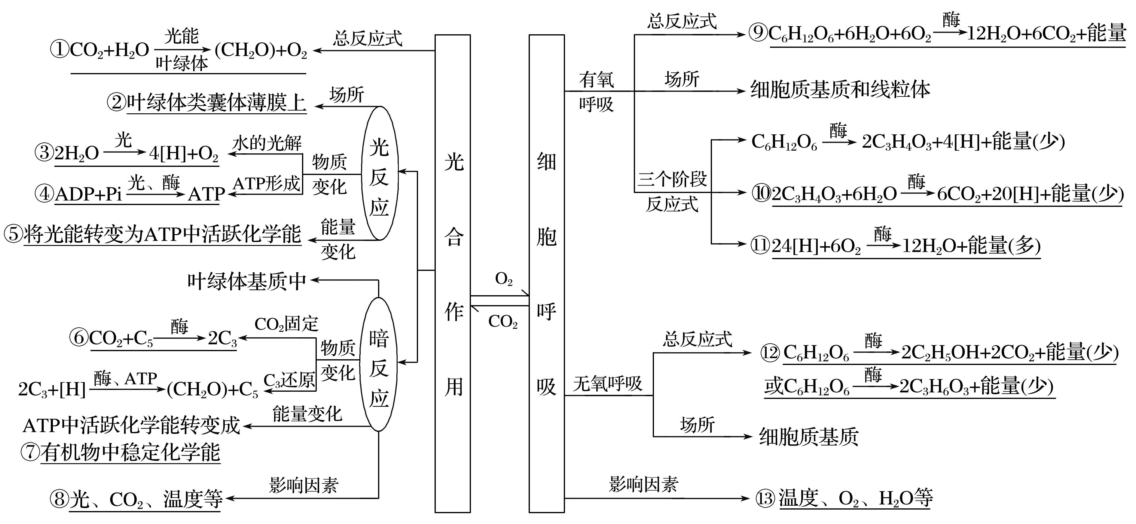 細胞內的酶與atp