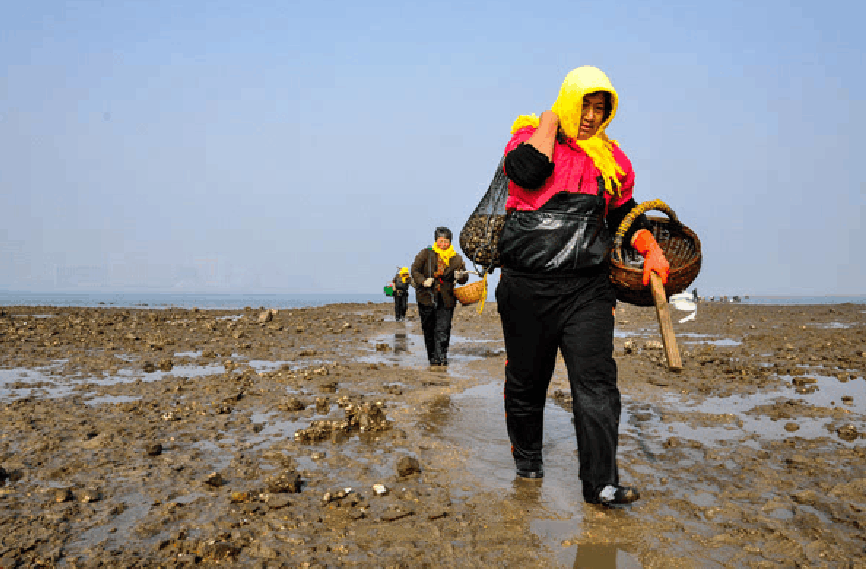 海边的挖蛤蜊人一上午就能挖满满一筐