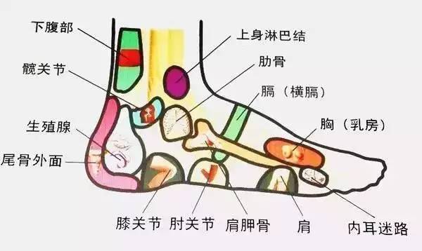脚脖子对应的器官图图片
