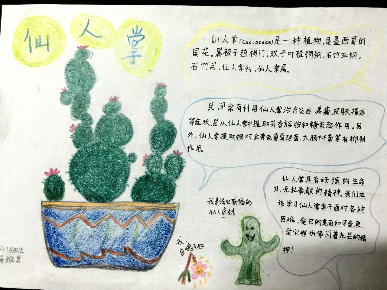 仙人掌植物介绍卡片图片