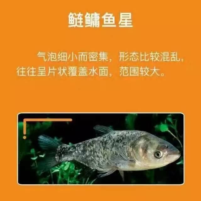 【魚星】不為人知地秘密!