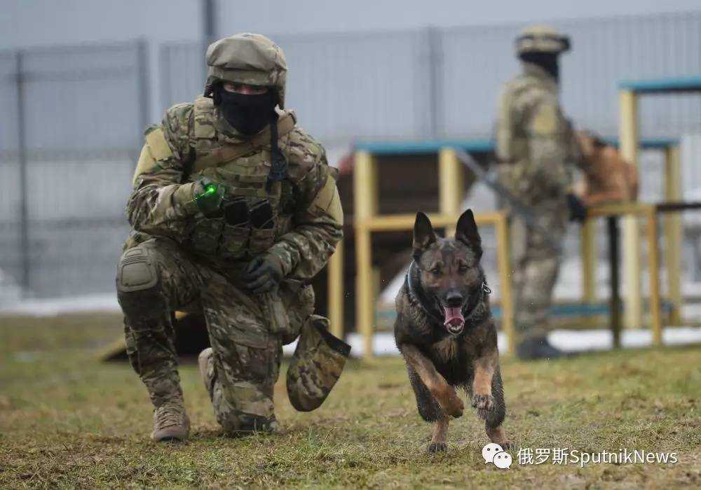 军用犬种图片