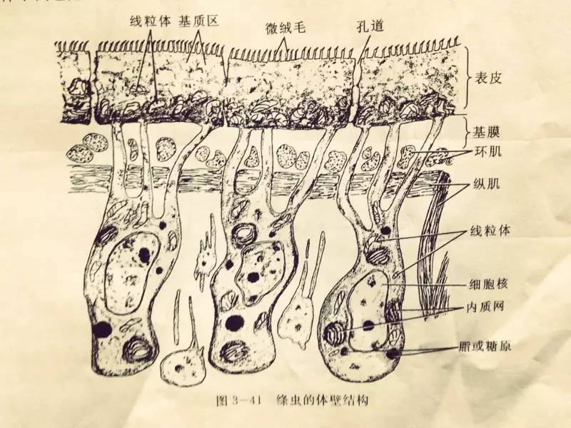 绦虫的体壁结构三者比较扁形动物的实质扁形动物的中胚层形成了实质