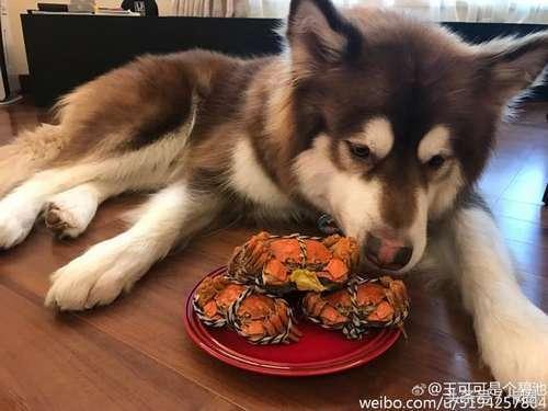 娛談 王思聰的愛犬可謂是狗中土豪啊,看王思聰愛犬的照片經常讓網友