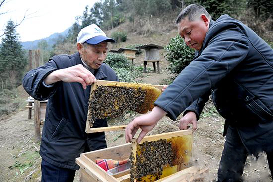 鹤峰八旬蜜蜂爷爷26年秘方助两万蜂农脱贫