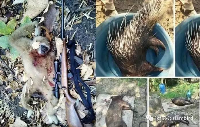 炫耀屠戮!泰国13000人分享猎杀野生动物照片