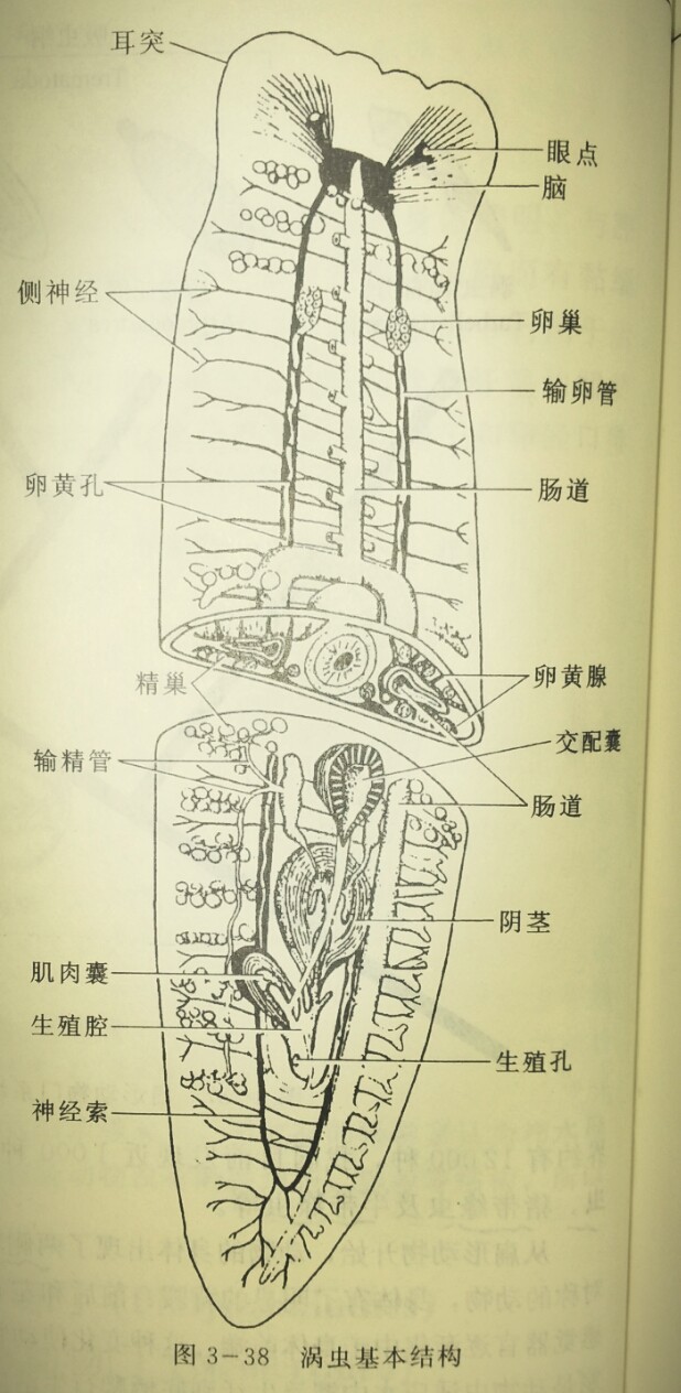 涡虫结构手绘图图片